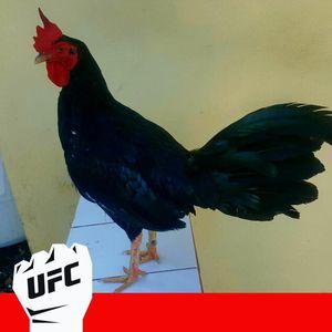 Meet your Posher, Elvis